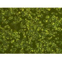 ​小鼠原代肾小管上皮细胞