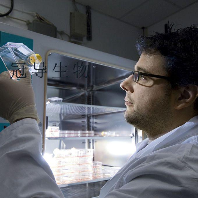 MES 23.5：鼠多巴胺能神经元新鲜细胞|完全培养基