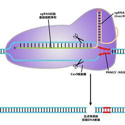 CRISPR /Cas9基因敲除细胞系细胞株定制