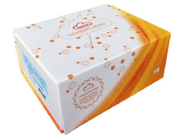 17-α-羟化酶(S17aH)重组蛋白