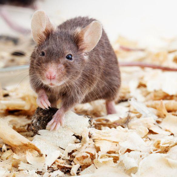 小鼠血栓模型构建