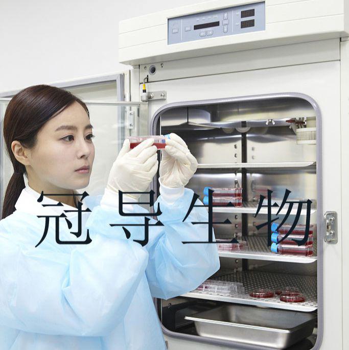 MOPC：小鼠少突胶质前体代次低细胞|完全培养基