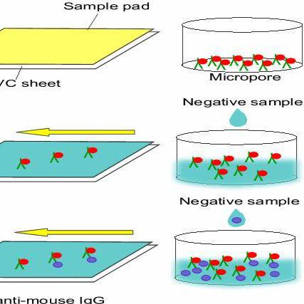 组胺抗体与组胺全抗原 组胺单抗与组胺人工全抗原 鼠抗组胺单克隆抗体与偶联全抗原