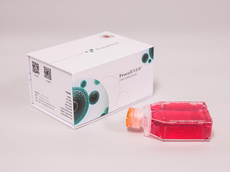 UM-UC-3（人膀胱移行细胞癌）