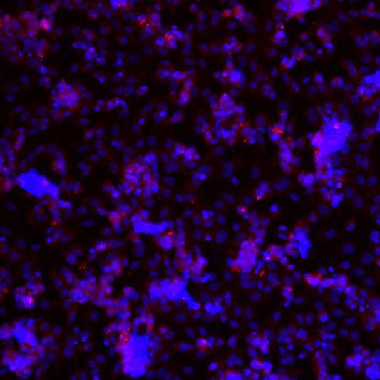 大鼠卵巢颗粒细胞