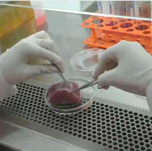 大鼠树突状细胞