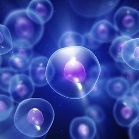 HPDLF 人牙周膜成纤维细胞