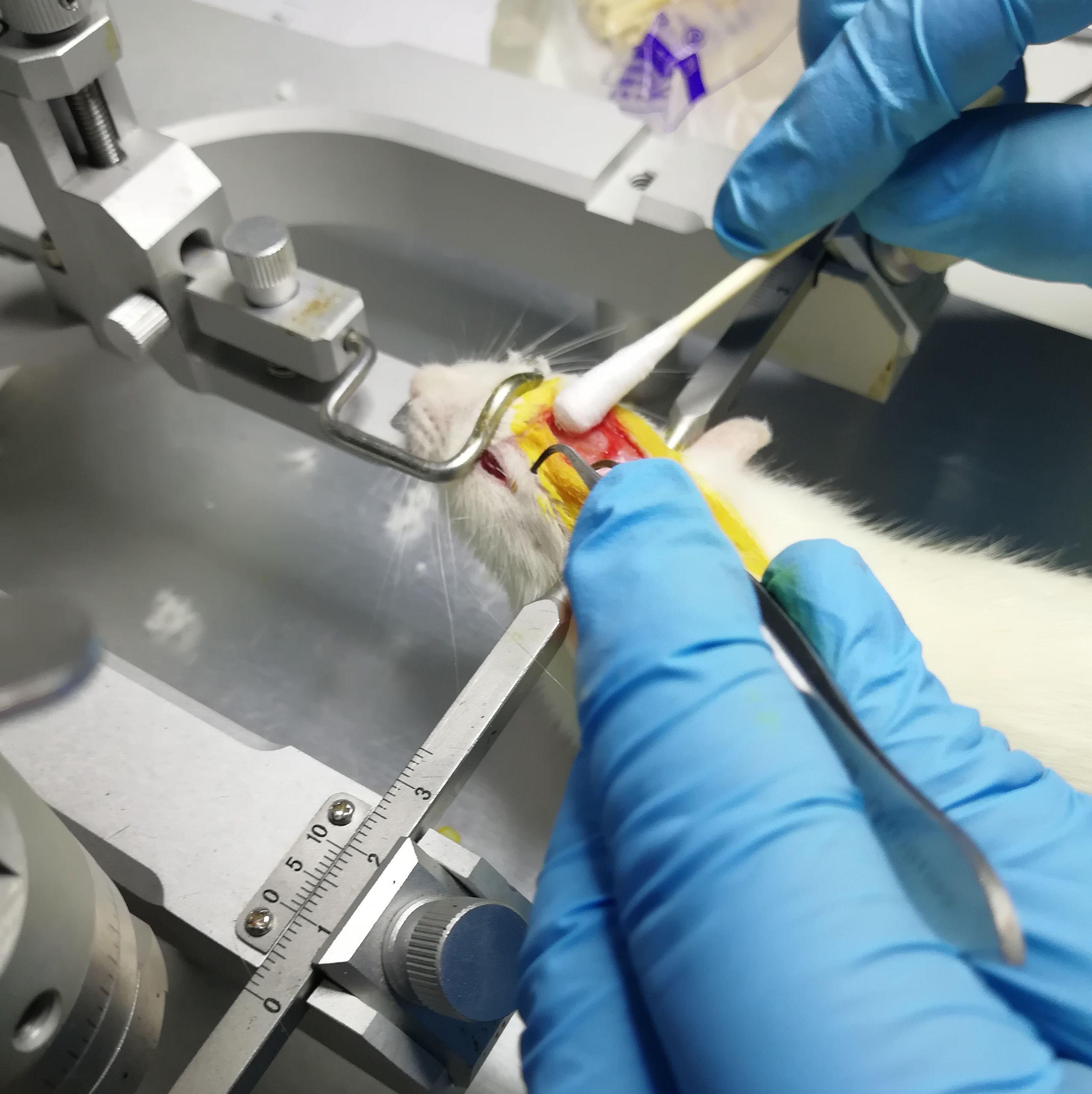 老年性痴呆动物模型