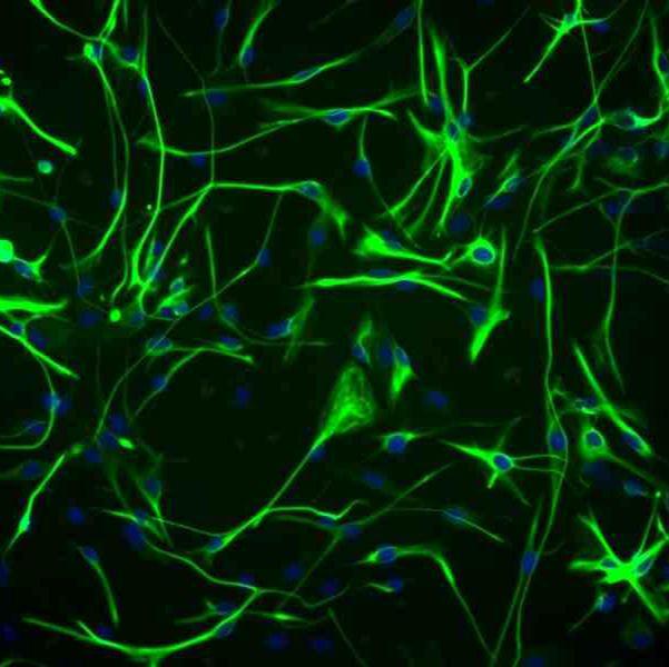 小鼠小胶质细胞  