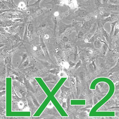 LX-2人肝星形细胞|LX-2细胞|人肝星形细胞|LX-2细胞|人肝星形细胞|LX-2