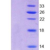 胞外5'-核苷酸酶(NT5E)重组蛋白(多属种)