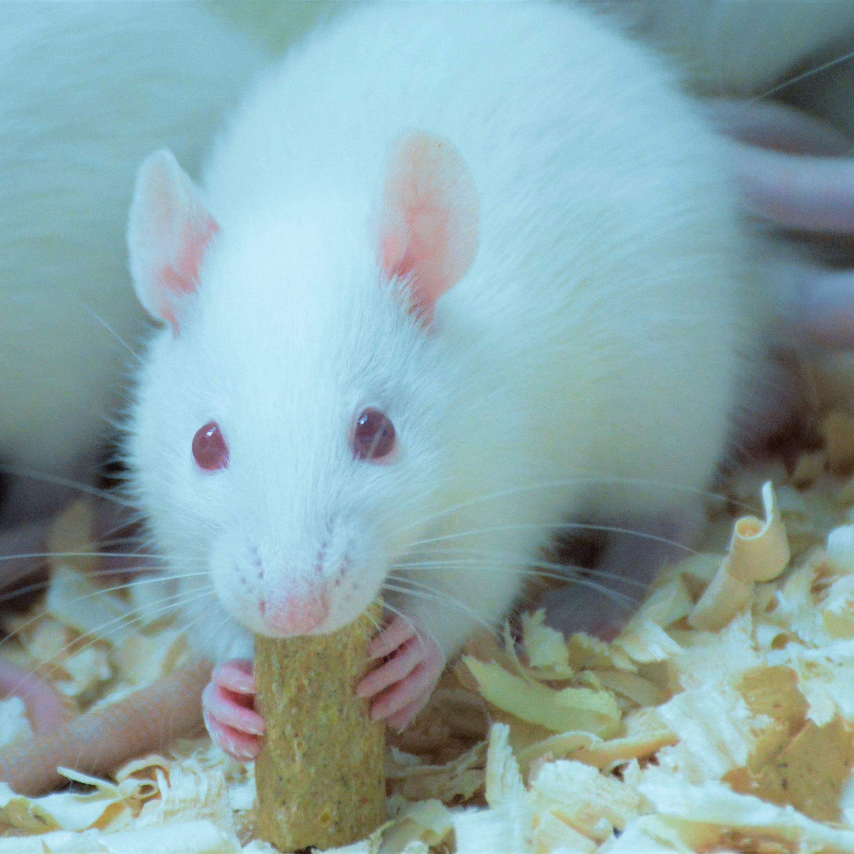 急性肝衰竭模型实验