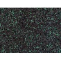 HLEC 人淋巴内皮细胞 