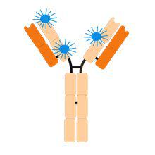 抗体标记荧光探针