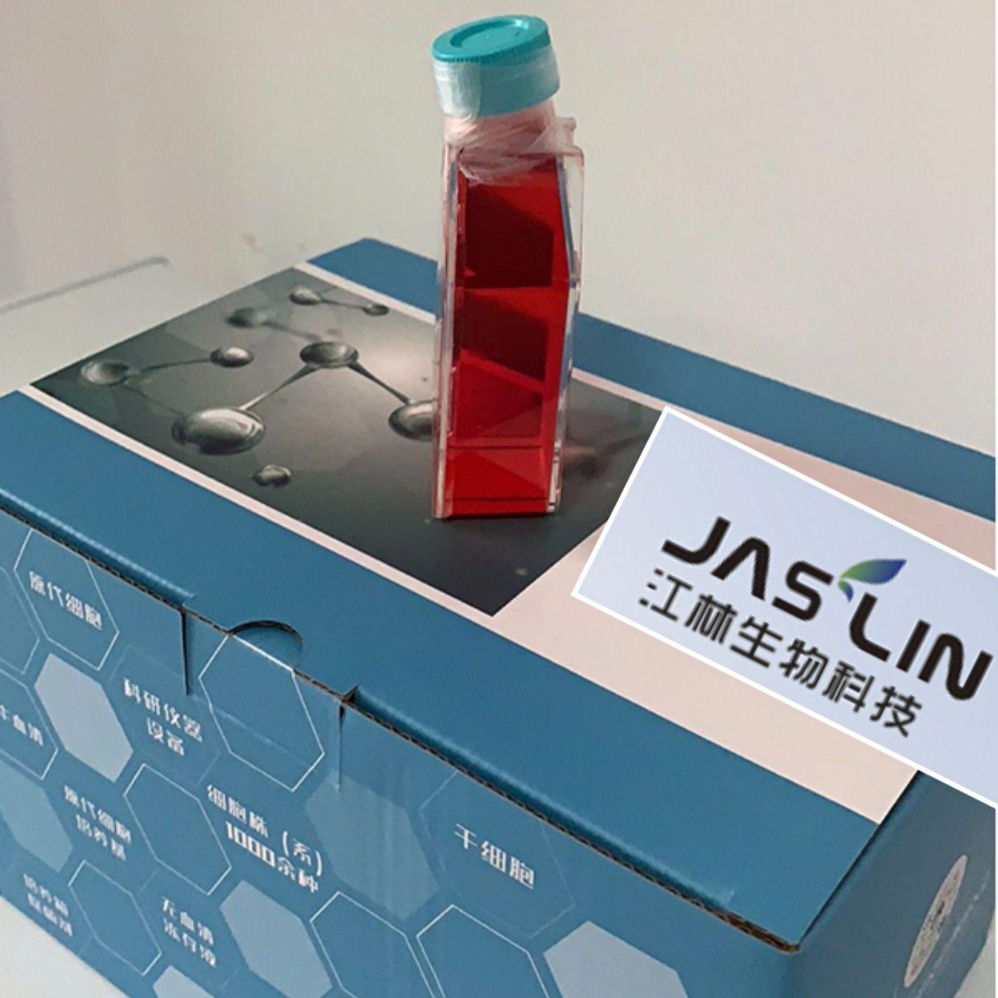 人肝星形细胞;LX-2