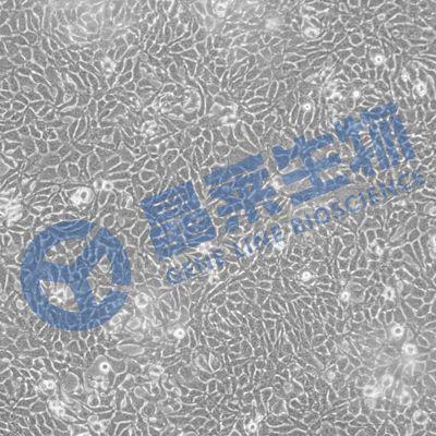 细胞培养/迁移/侵袭/MTT/转染/流式分选/诱导整体课题实验服务