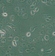 大鼠脂肪间充质干细胞RAMSCs