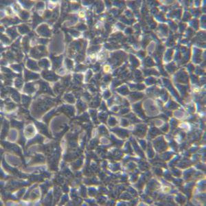 293T-LUC（人胚肾细胞-荧光素酶标记）