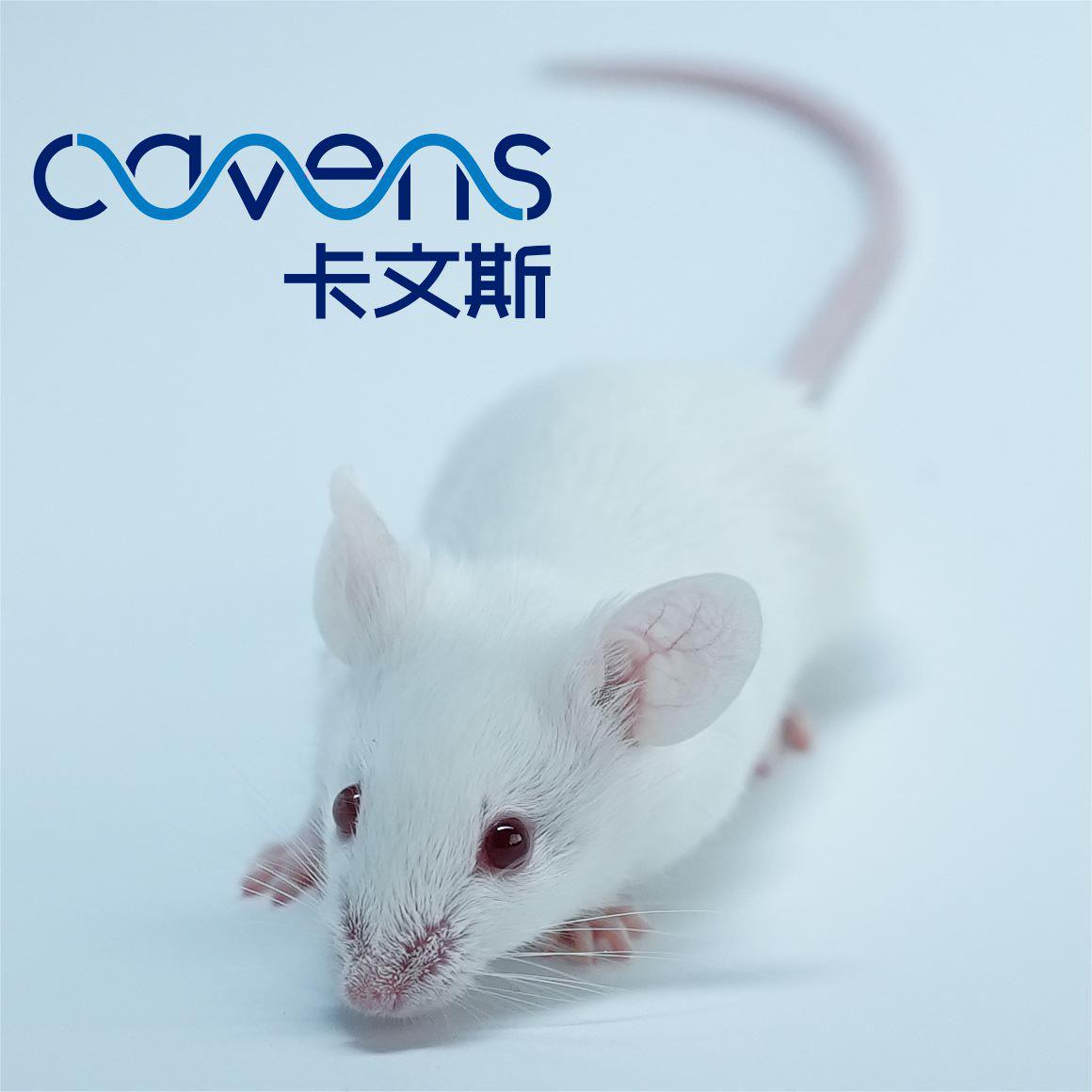 WKY大鼠 SPF级 Wistar Kyoto Rats