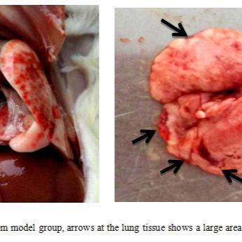 急性肺损伤(ALI)大鼠模型