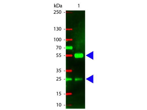 Rabbit Anti-Pig IgG antibody (TxRd)