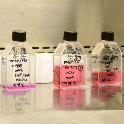 HL-7702人肝细胞系全年优惠