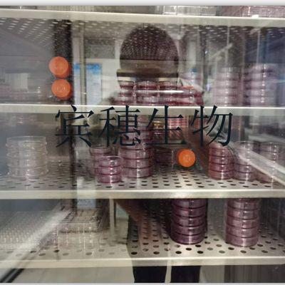 C57 Mouse Tumor 93;小鼠结肠癌克隆细胞血清培养|配套完全培养基