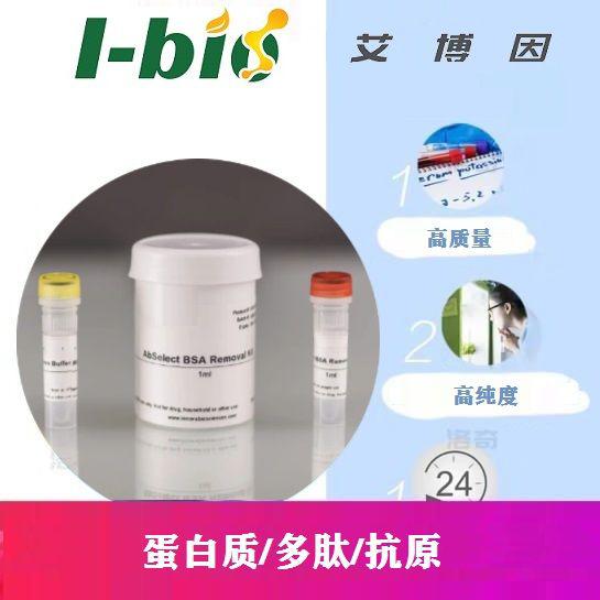 COX7B Antibody Blocking Peptide--细胞色素C氧化酶蛋白7B封闭多肽