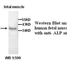 ALP Antibody