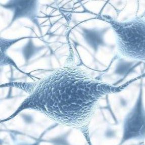 EA.hy926 人脐静脉细胞融合细胞