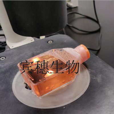 大鼠海马神经元体外传代细胞|配套完全培养基