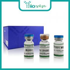 Bcl2关联永生基因3(BAG3)重组蛋白 