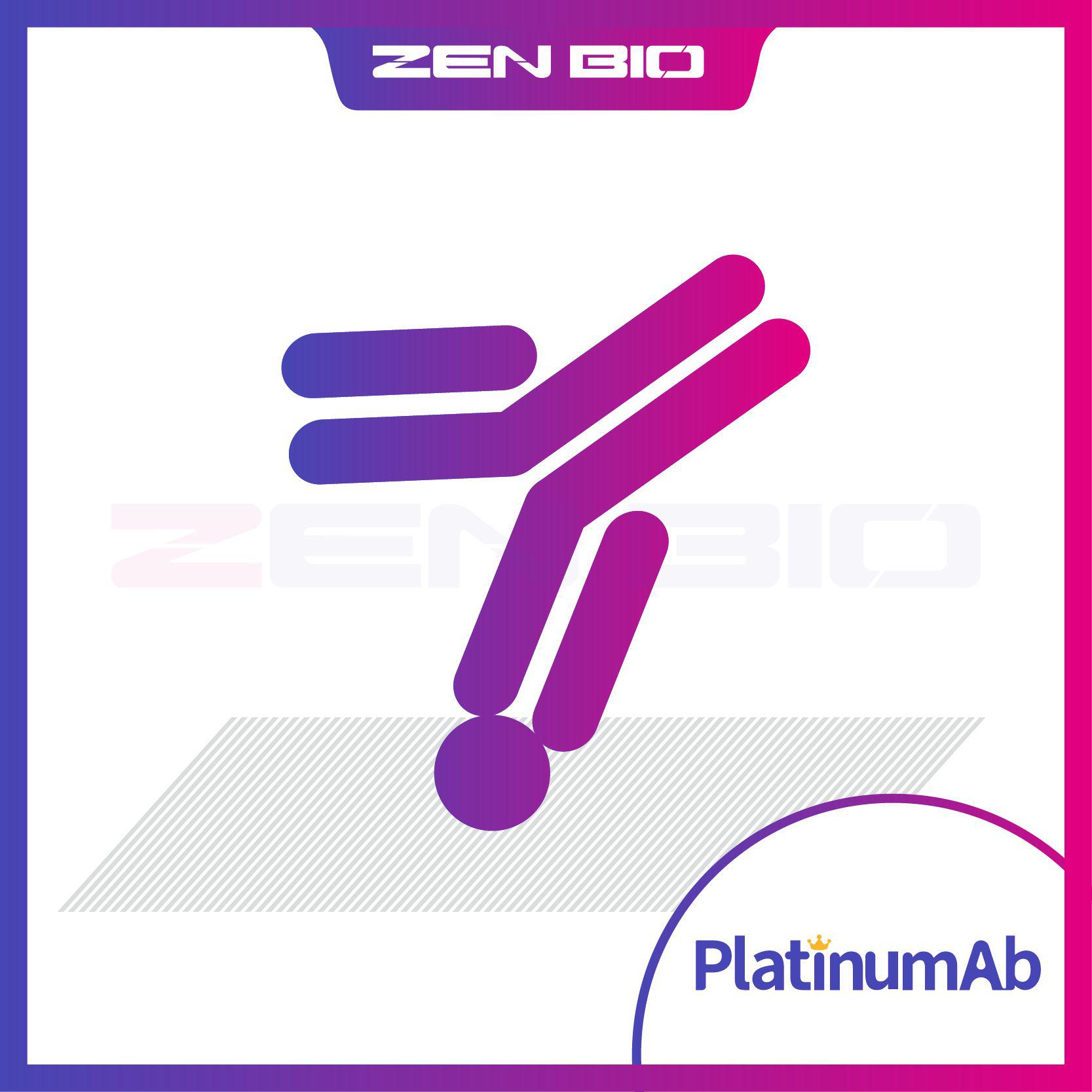 HBEGF/DTR Rabbit pAb