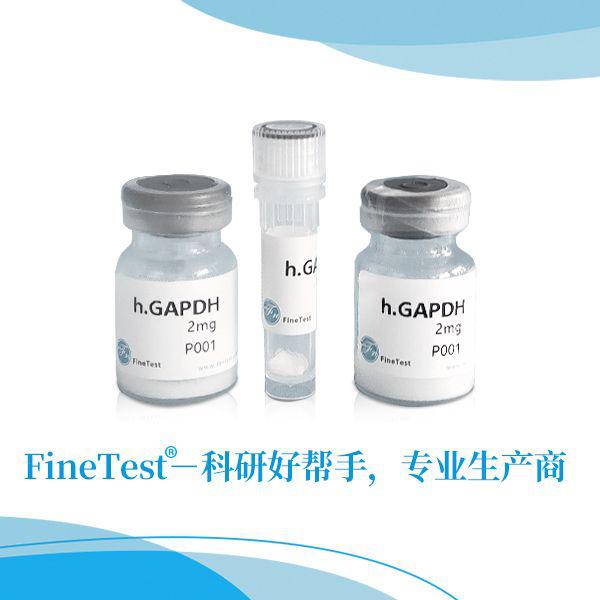 重组蛋白M-CSF|Recombinant Human M-CSF