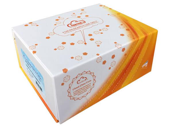 内皮型一氧化dan合酶(NOS3)重组蛋白