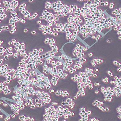 MH-S小鼠肺泡巨噬细胞系