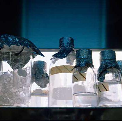 VEGFR1 | 血管内皮生长因子受体1