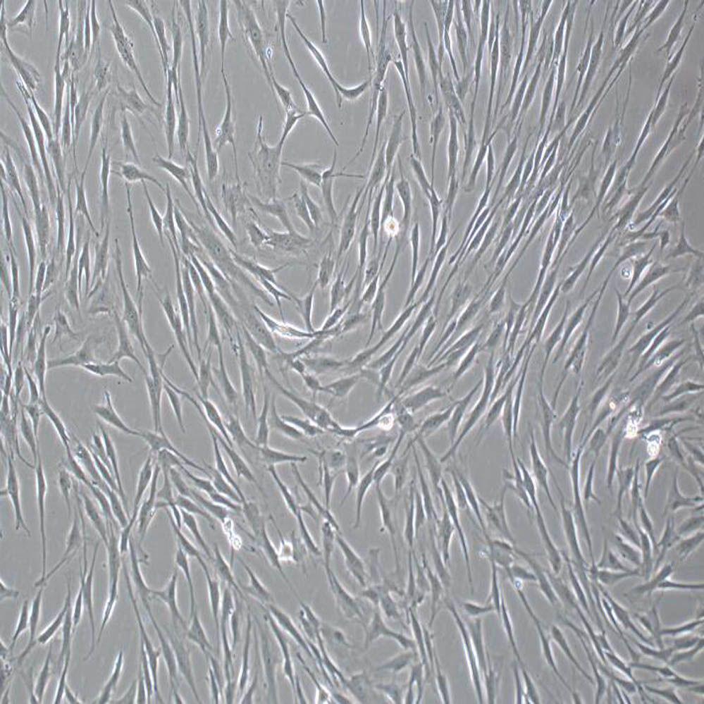 人骨髓间充质干细胞