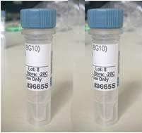 Anti-CRLF2胸腺基质淋巴细胞生成素受体抗体