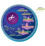 siRNA的细胞转染及筛选
