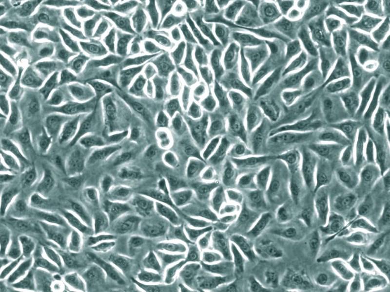 人乳腺上皮细胞