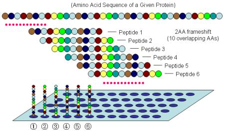 测相互作用蛋白的结合域定位