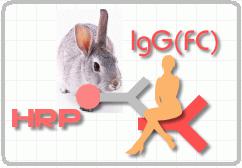 HRP标记兔抗人IgG FC