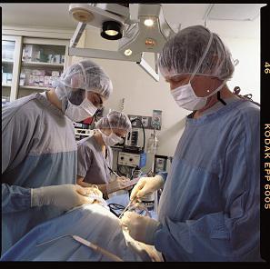 实验动物外科手术