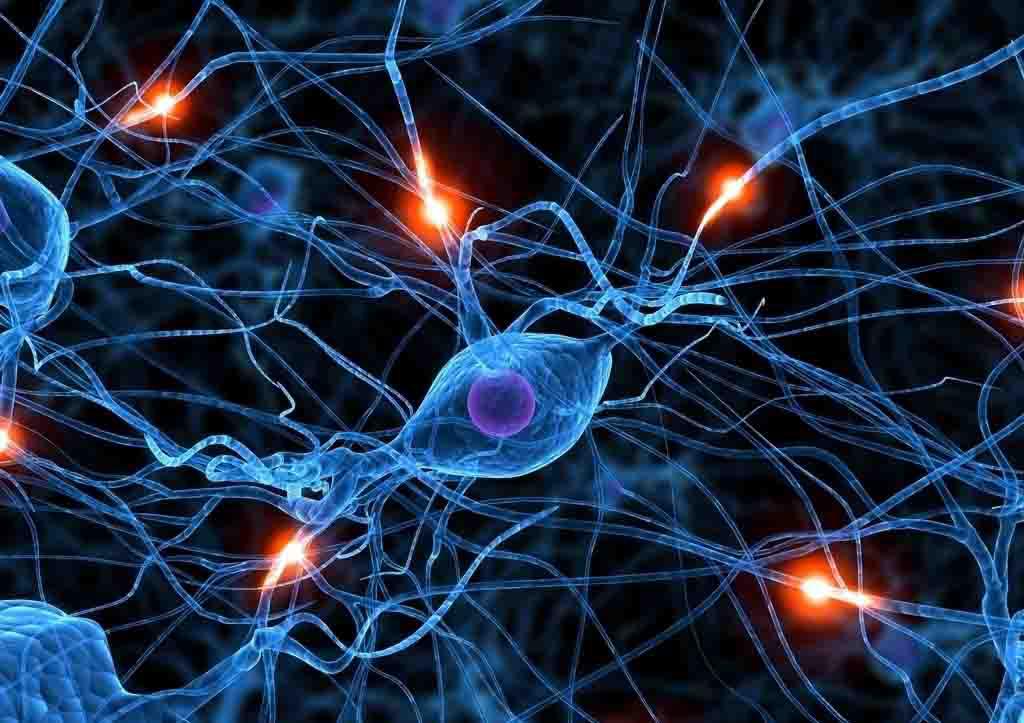 胎儿骨髓间充质细胞,FBM细胞