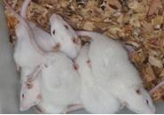 中医“证”的动物模型（威斯腾生物-中关村生物医学研发检测共享平台！）