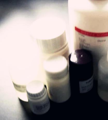 肿瘤/睾丸抗原65 特价优惠