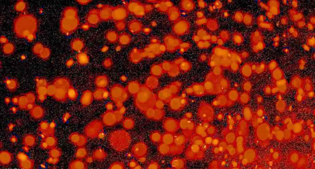 大鼠胰岛瘤细胞 INS-1细胞 