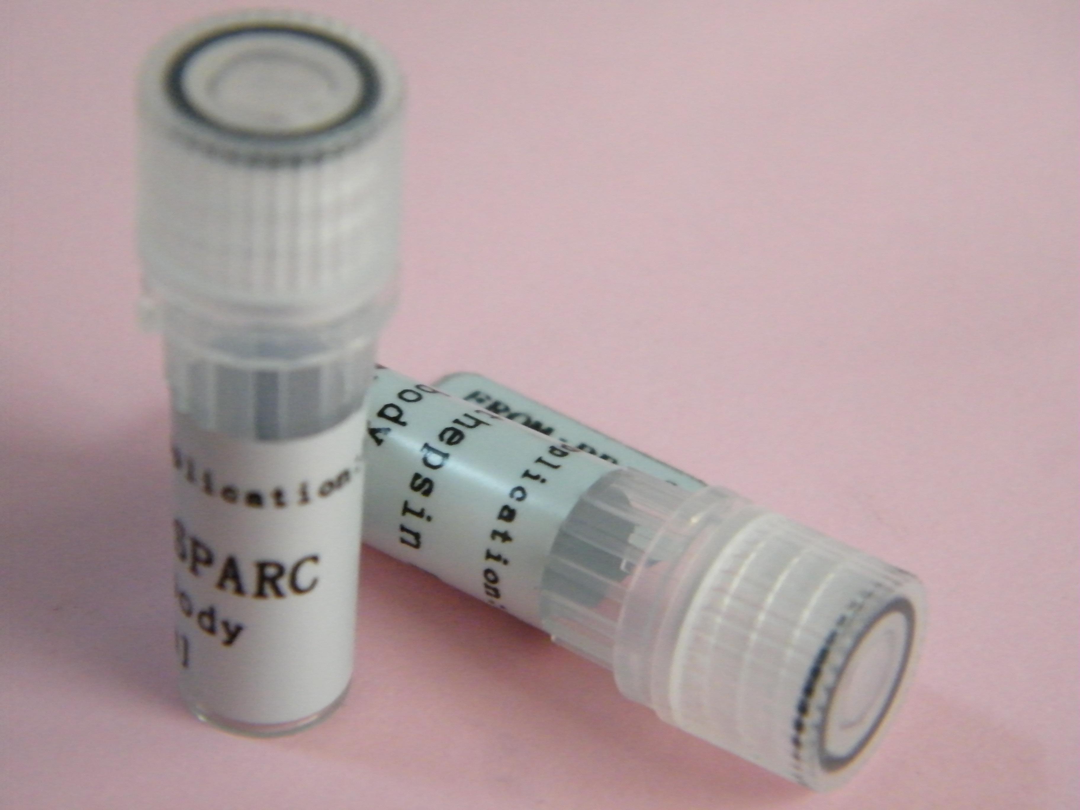 肿瘤/睾丸抗原2.4抗体