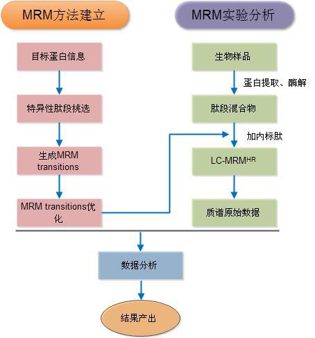 目标蛋白质组分析(MRM-HR)